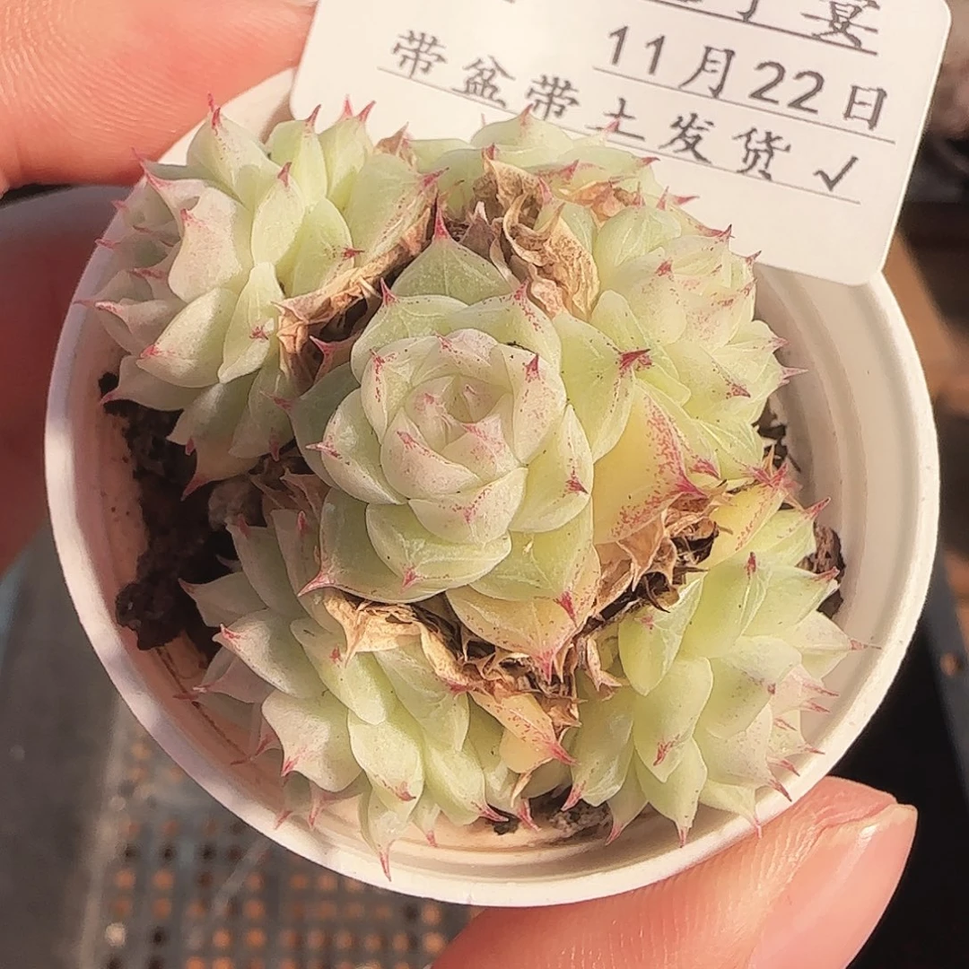 多肉1122-234优选麦秆群