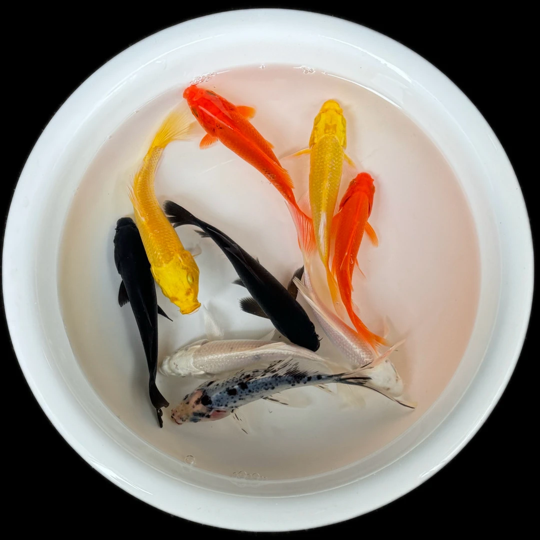 五色冷水观赏金鱼黄黑耐活锦鲤红花草金鱼小鱼精选锦鲤活体养殖