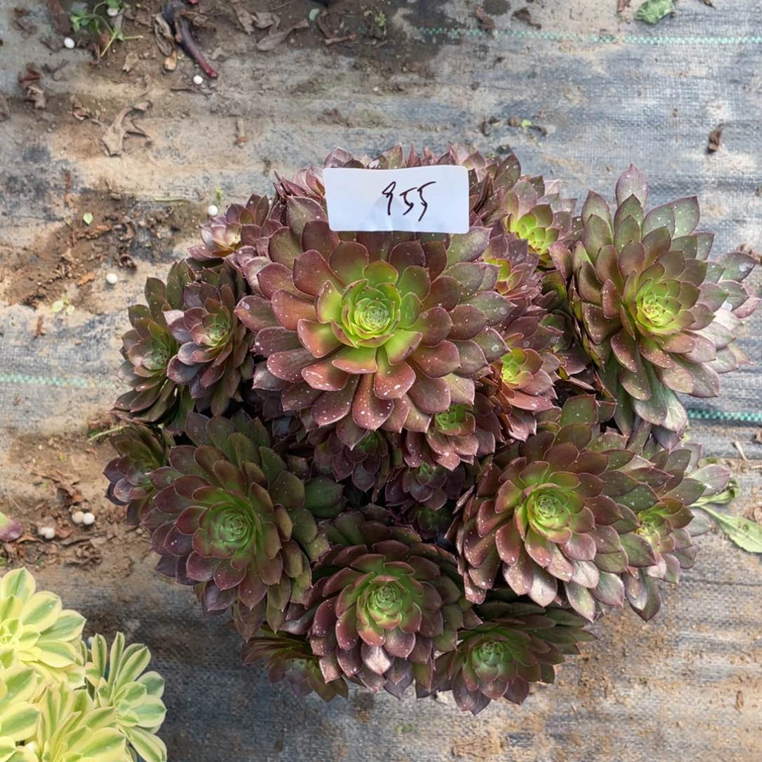 老五多肉9551111111