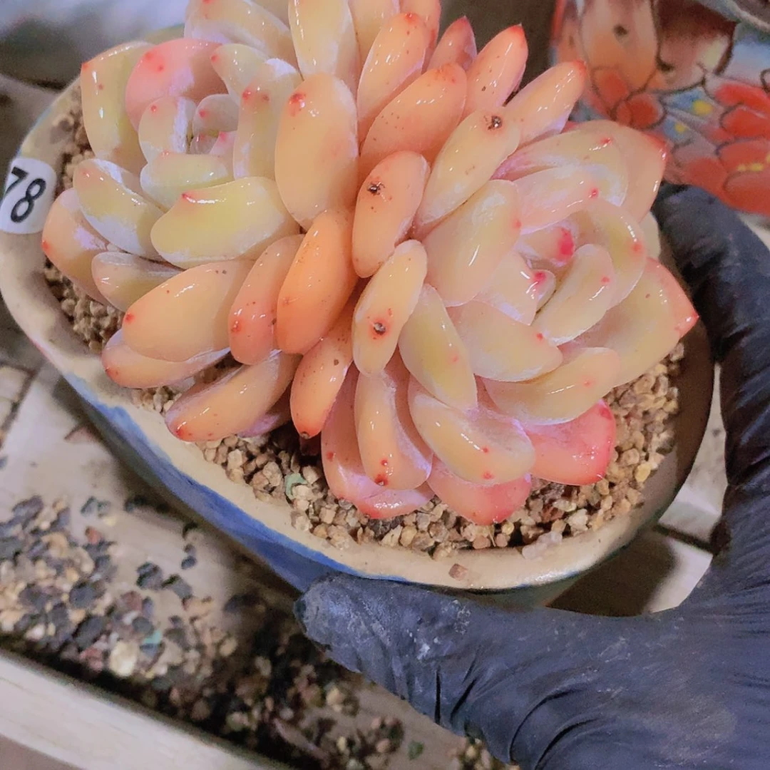 【闪购商品】糯**翅糯米