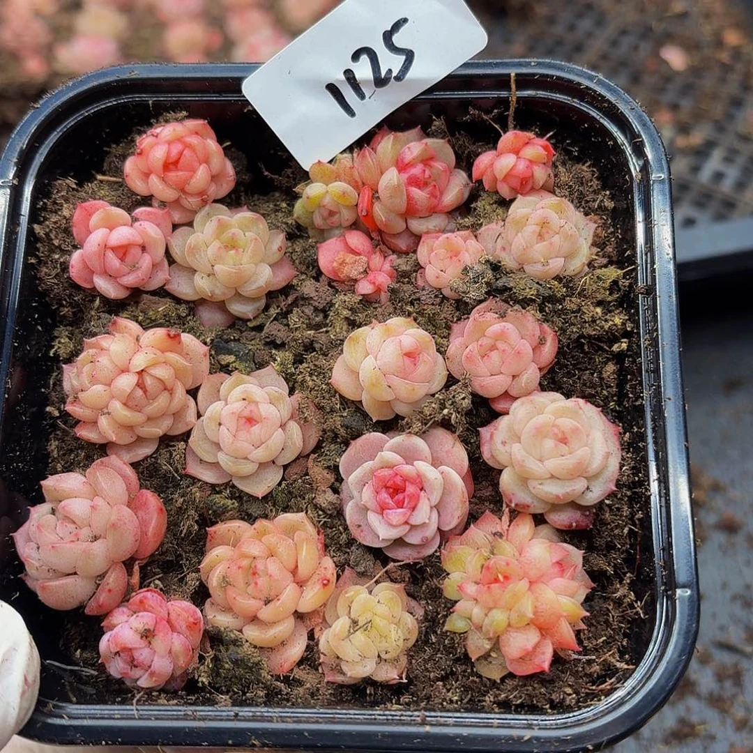 多肉植物多肉植物1125