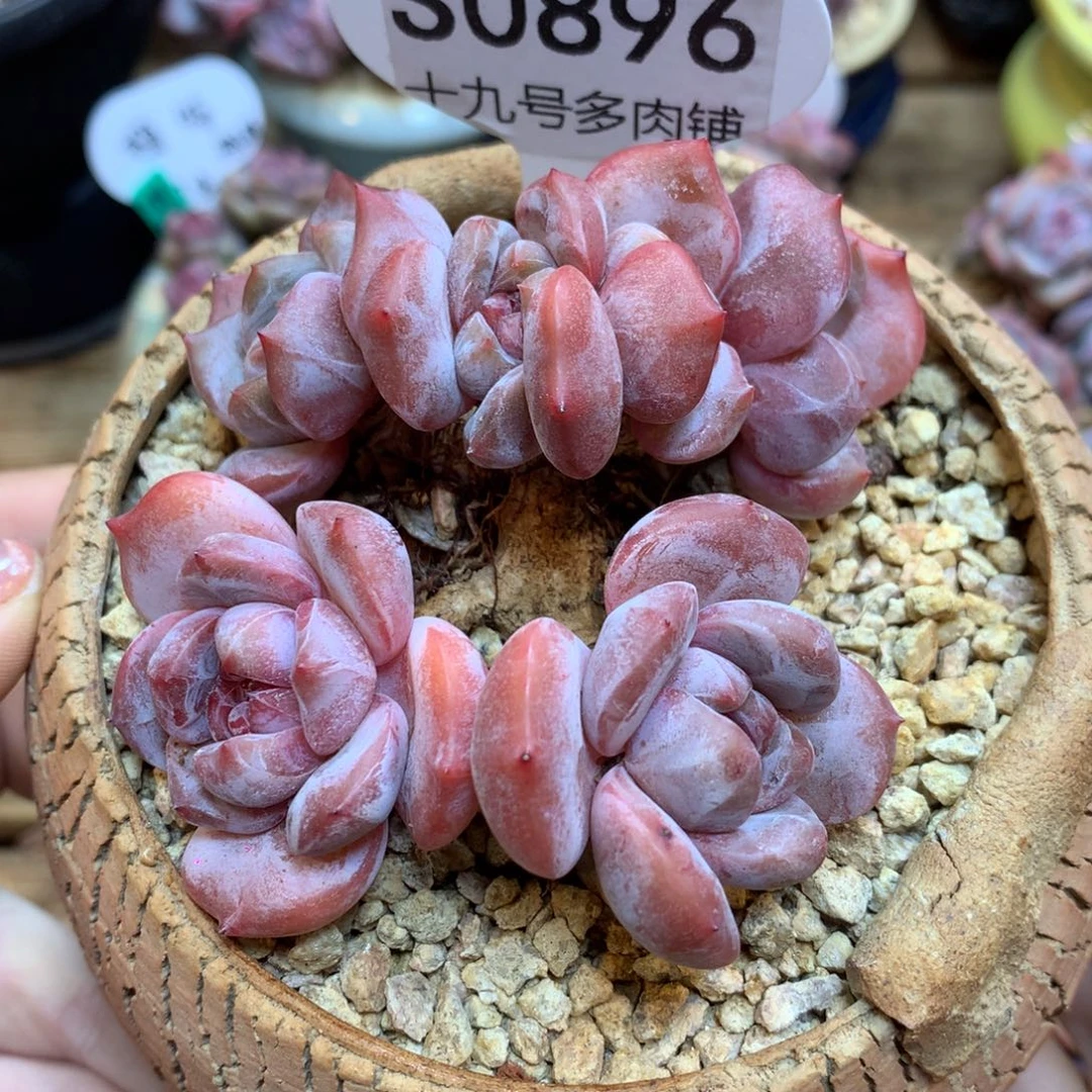 S0896 星影老桩 福利