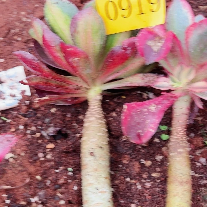 多肉植物福利0919