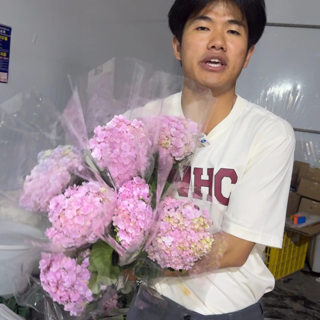 重瓣小粉绣球5支包邮价秒杀
