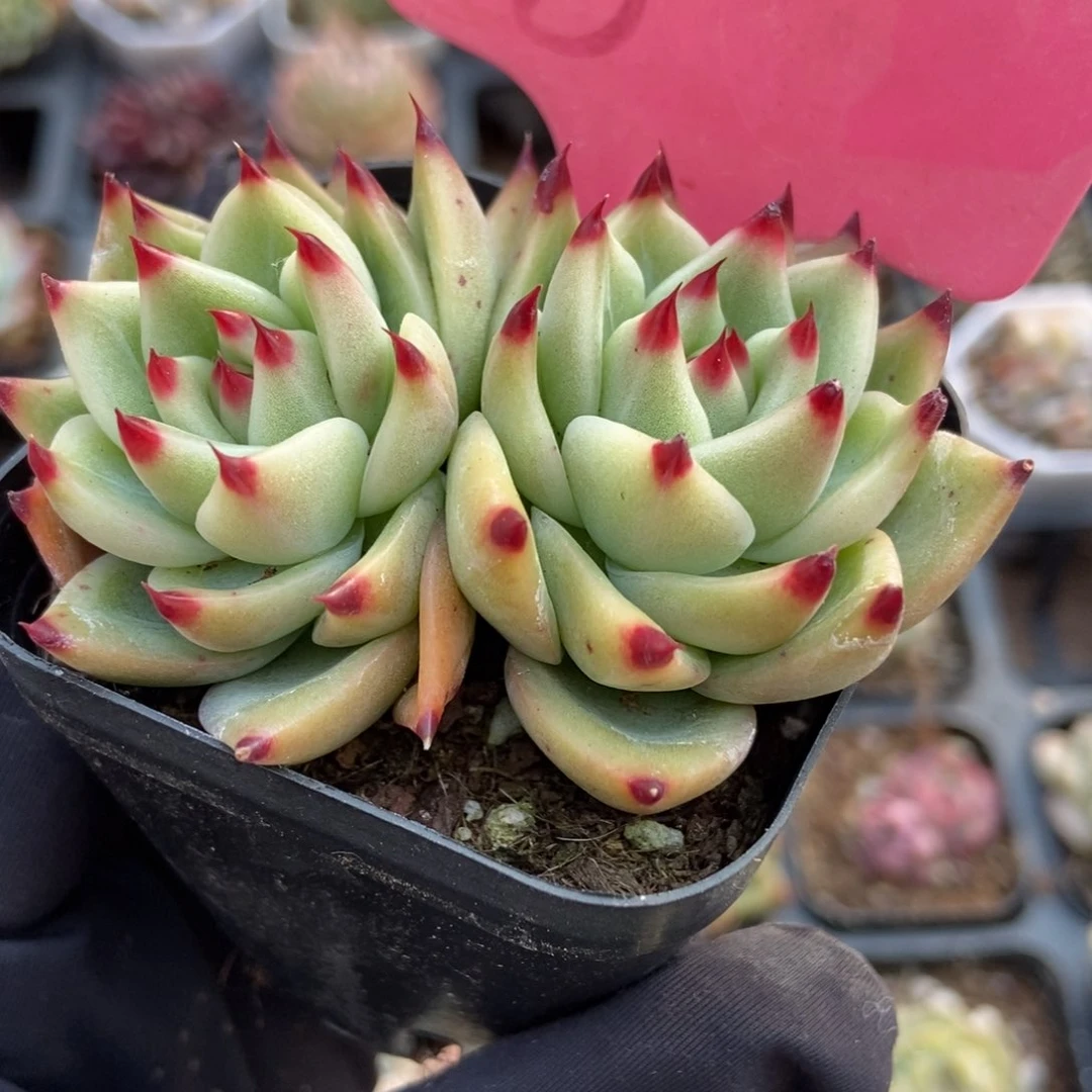 18蓝龙多肉植物保护