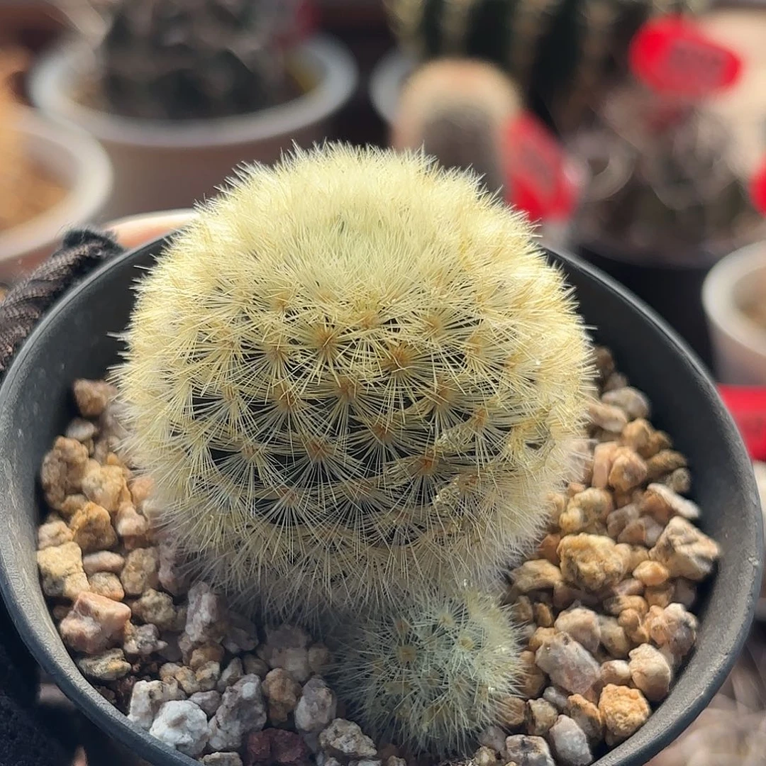 拐***牛仙人球实生嘉文丸