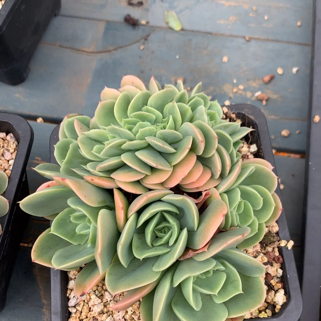 辛娜塔缀化一物一拍