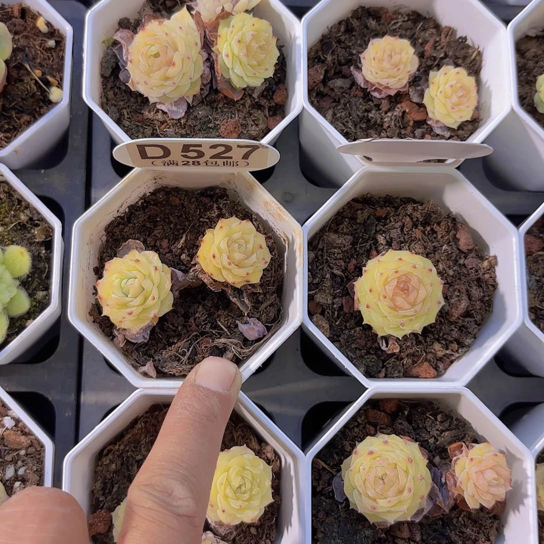 D527蓝梦影yi wu yi pai