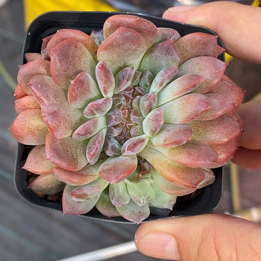 琥珀缀化30包邮非偏远
