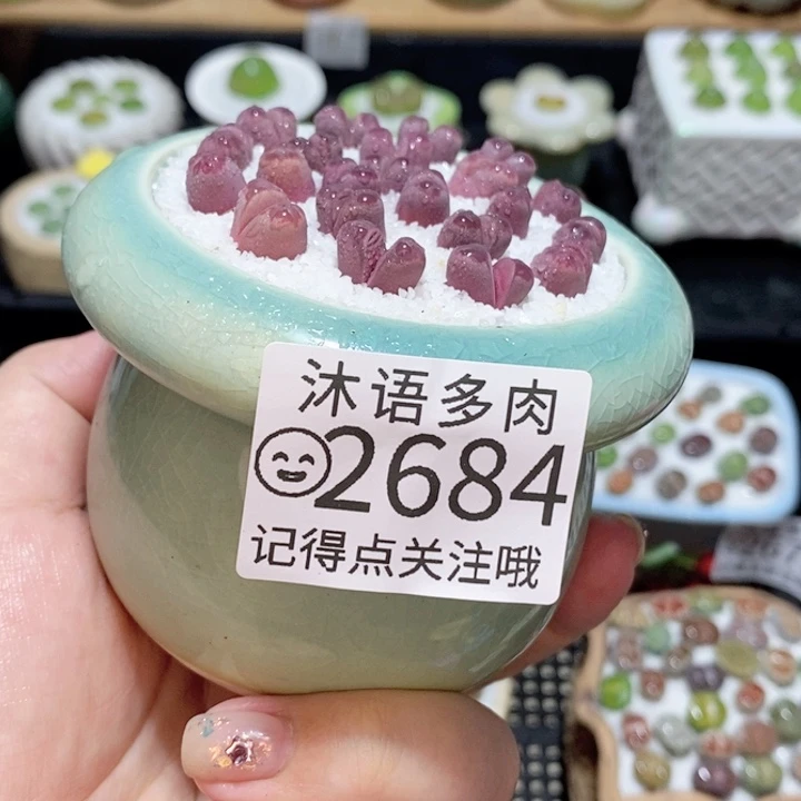 精美盆栽 一物一拍2684