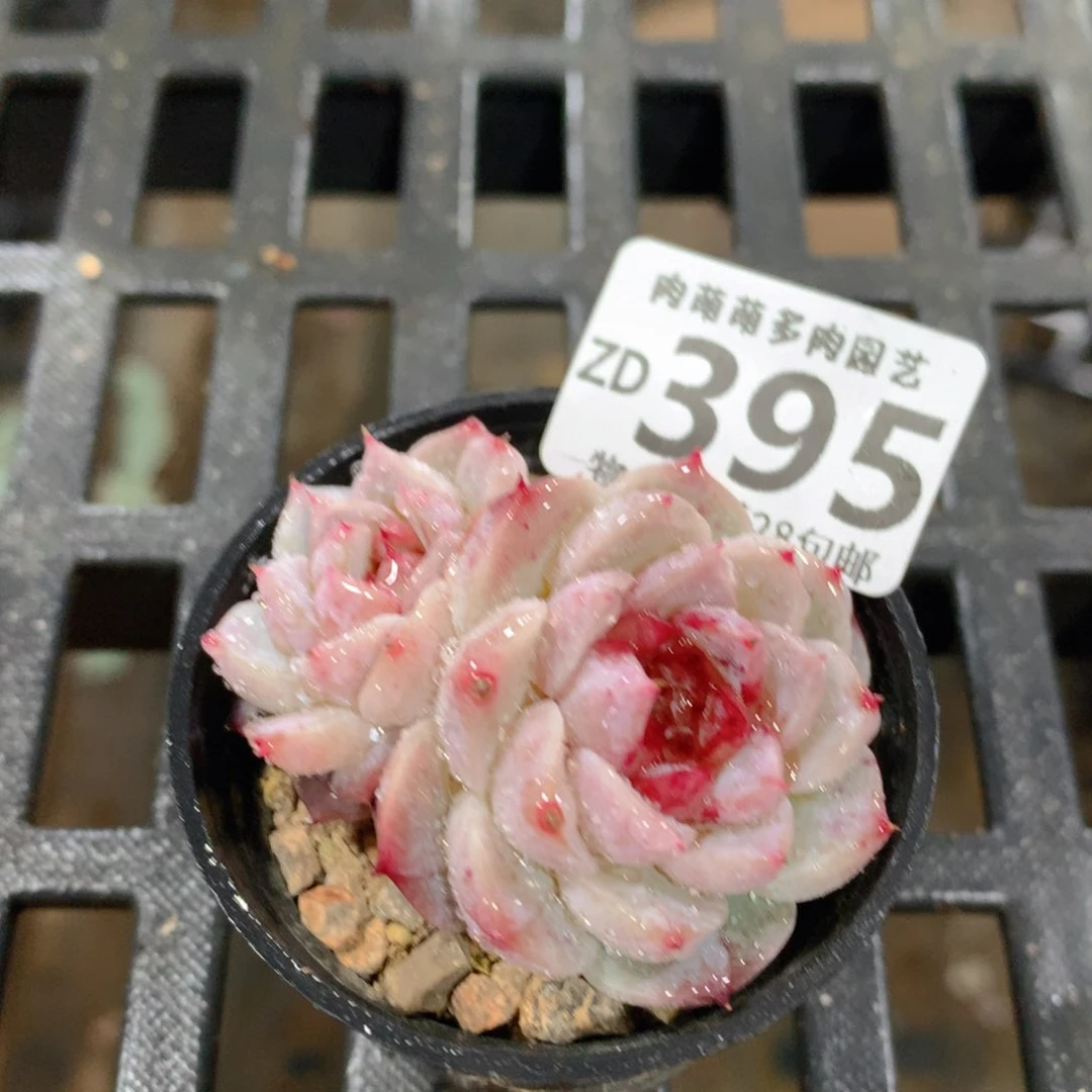 肉萌萌拇指盆精控多肉ZD395