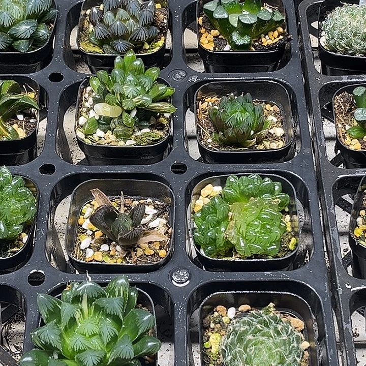 48 脱土发货8颗13.9包邮