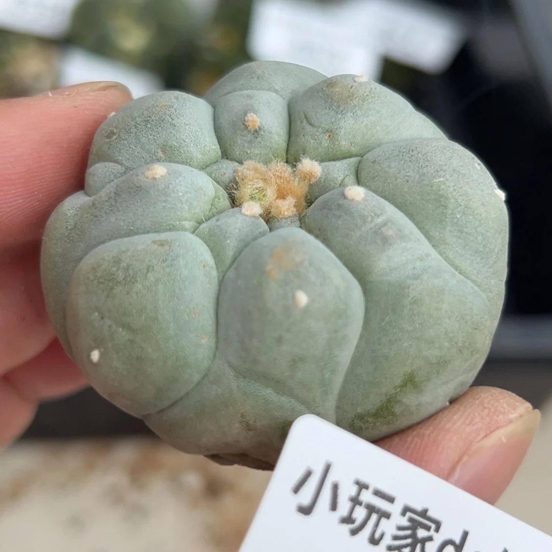 465 仙人球的牡丹 有根