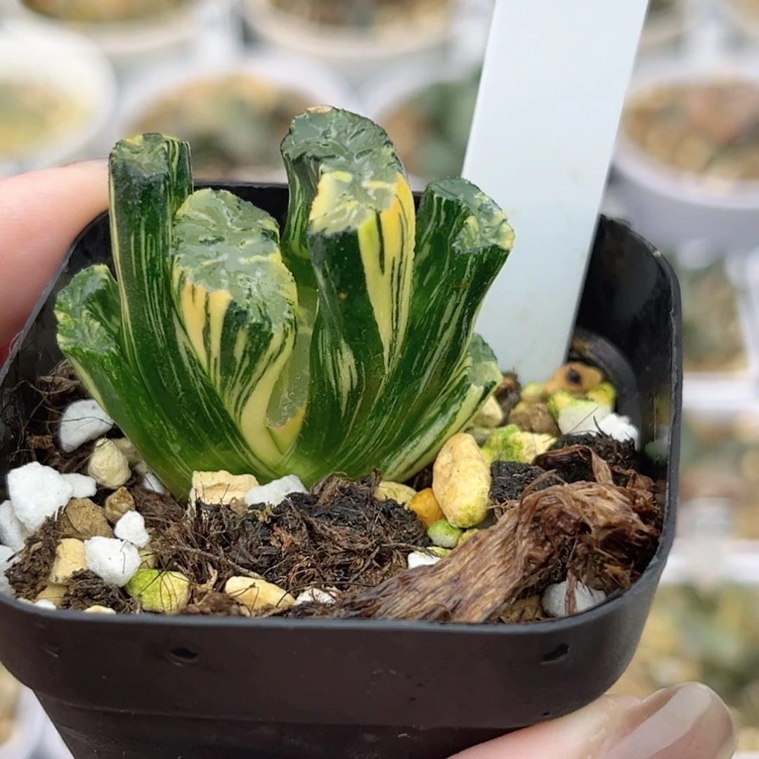 54北斋玉扇锦福利专场