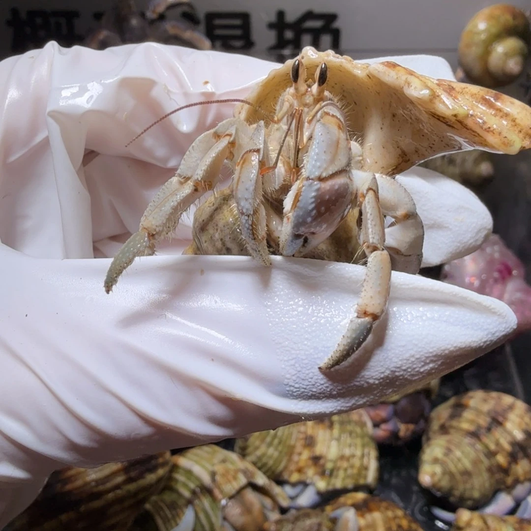 豆宝专 1.9口蓝灰色