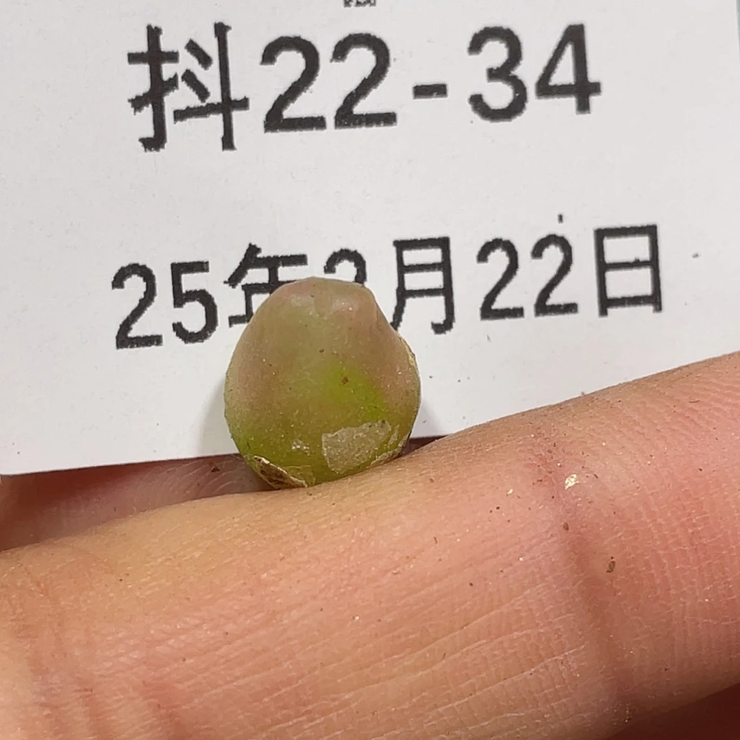 22-34拉登多肉植物
