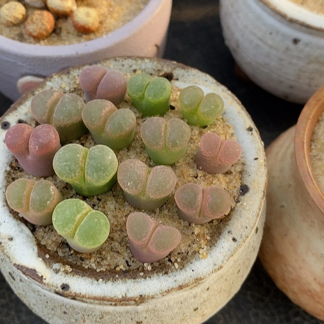 单头粉樱风铃一头。  买二送一。