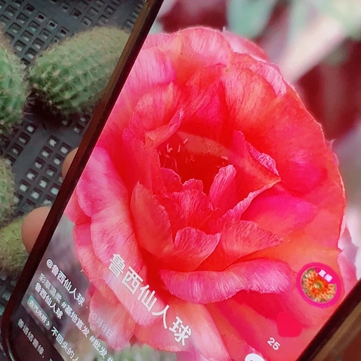 彩草 温柔 侧芽 厘米 满20包邮