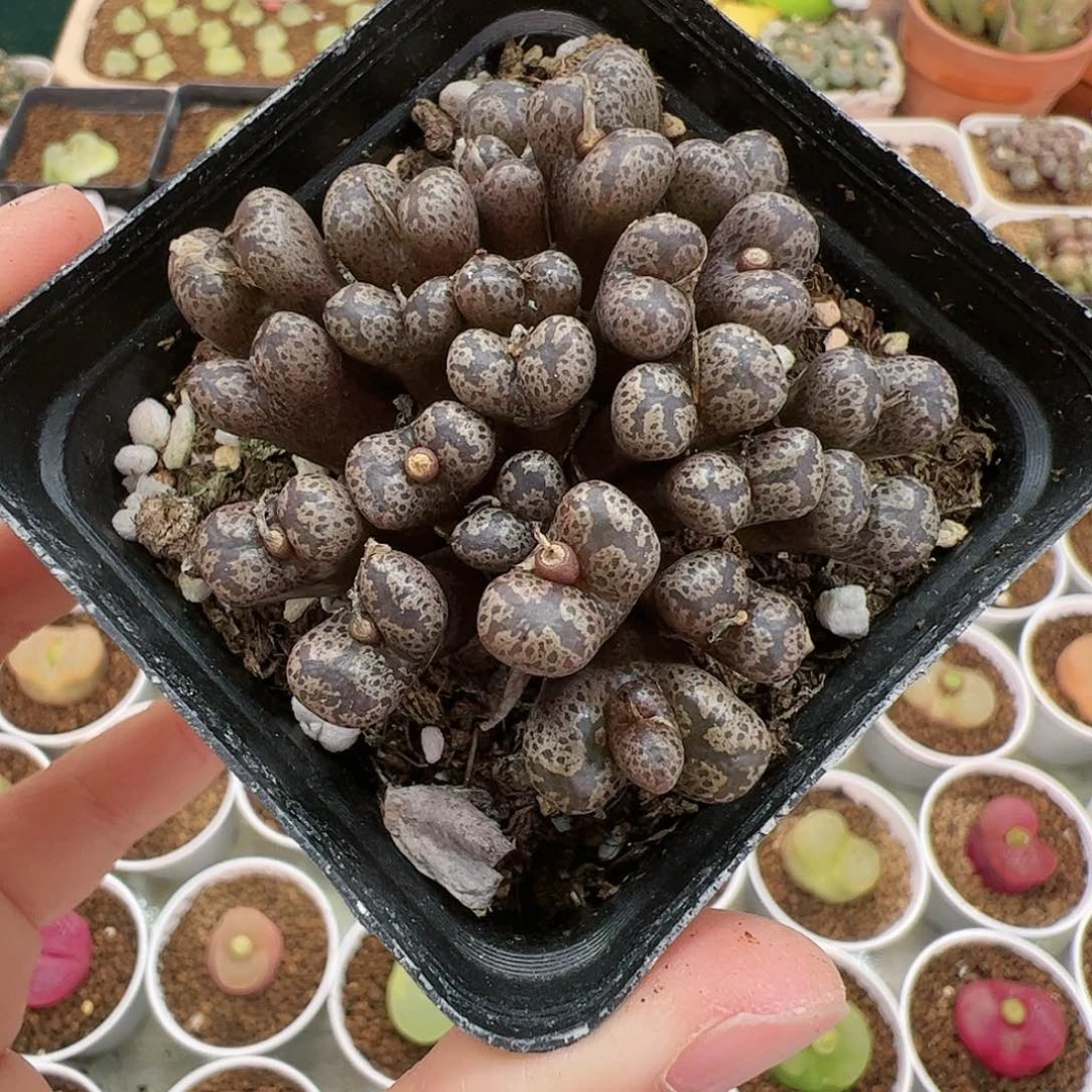 【闪购商品】79 开播福利