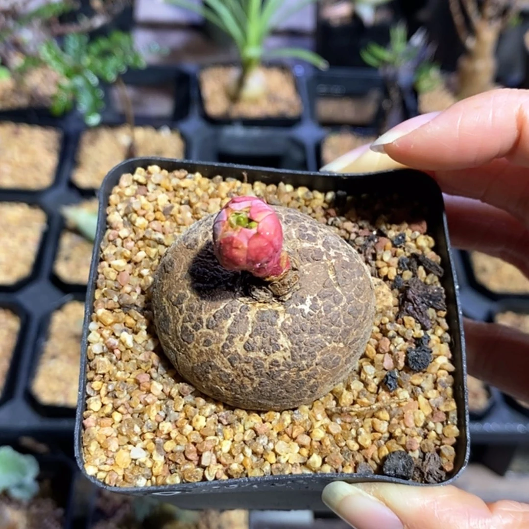 【闪购商品】玫瑰大戟
