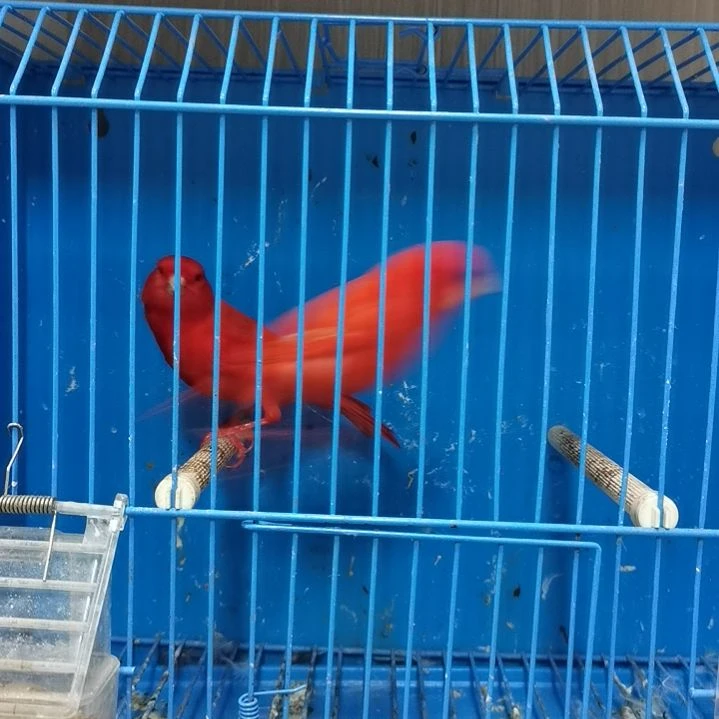 炜***煜虎皮鹦鹉虎皮鹦鹉大红袍一公一母虎皮鹦鹉