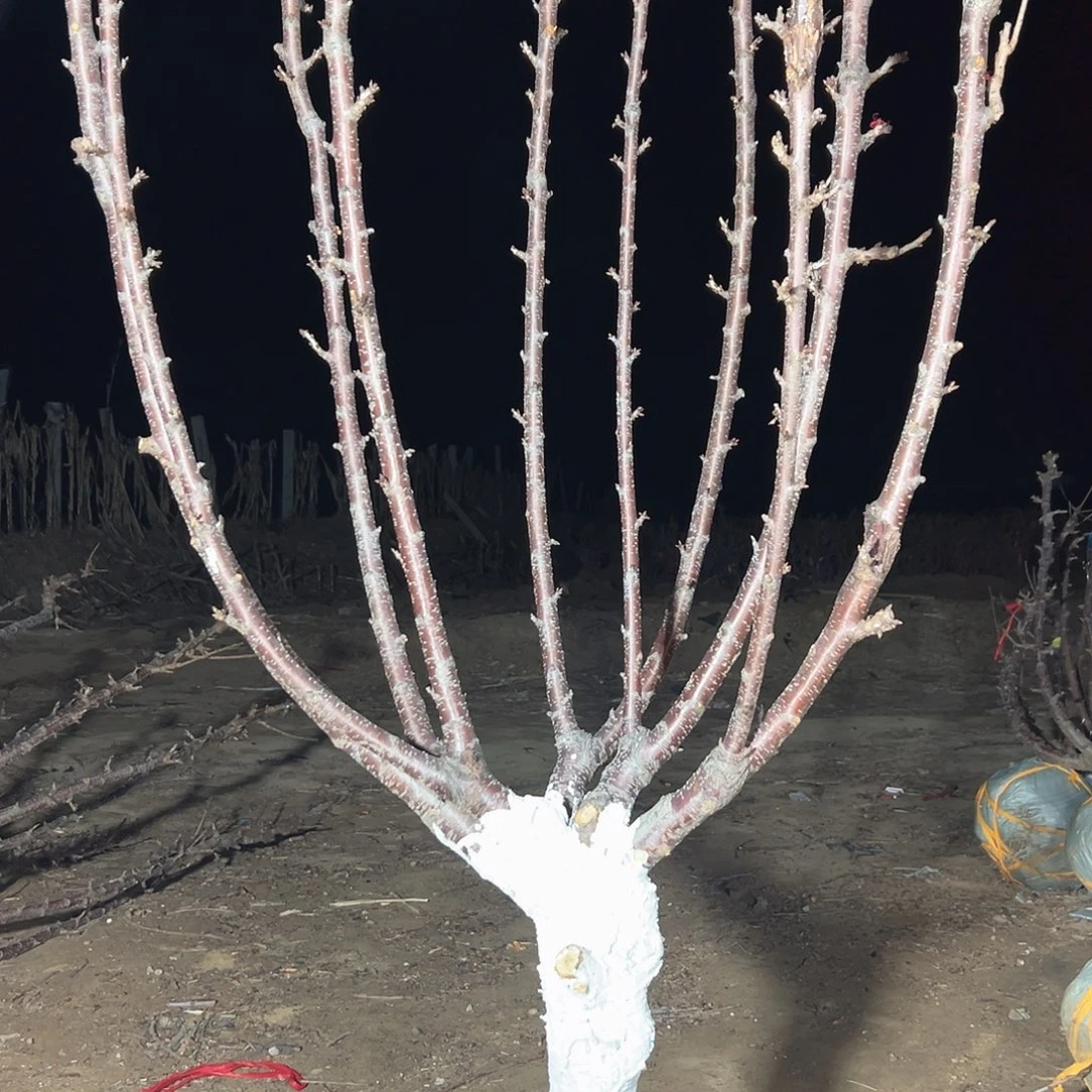 农***人直播间专拍直播间专拍