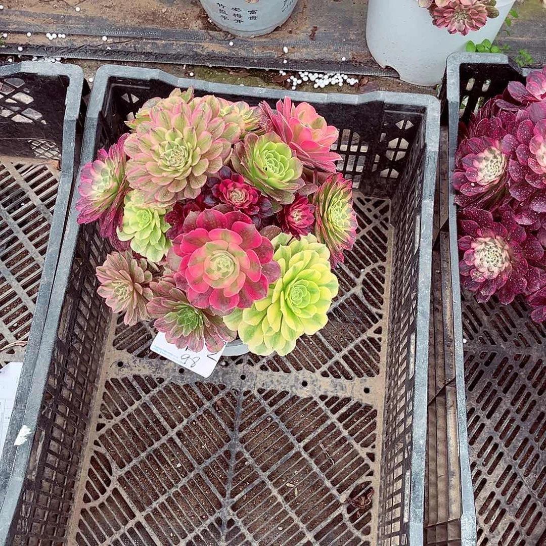 寂*岭法师多肉植物f s