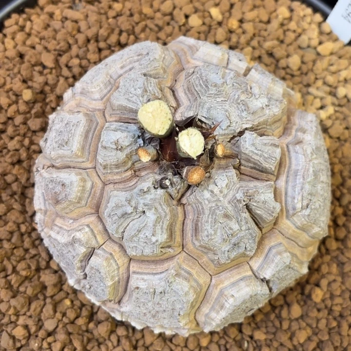 2006号龟甲龙带盆包邮不退不换