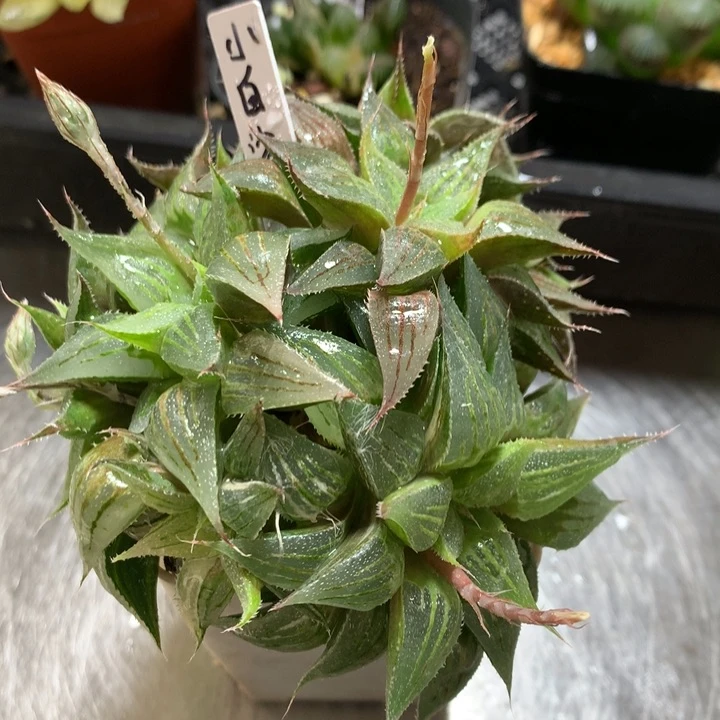 小白鲨一物一拍带盆