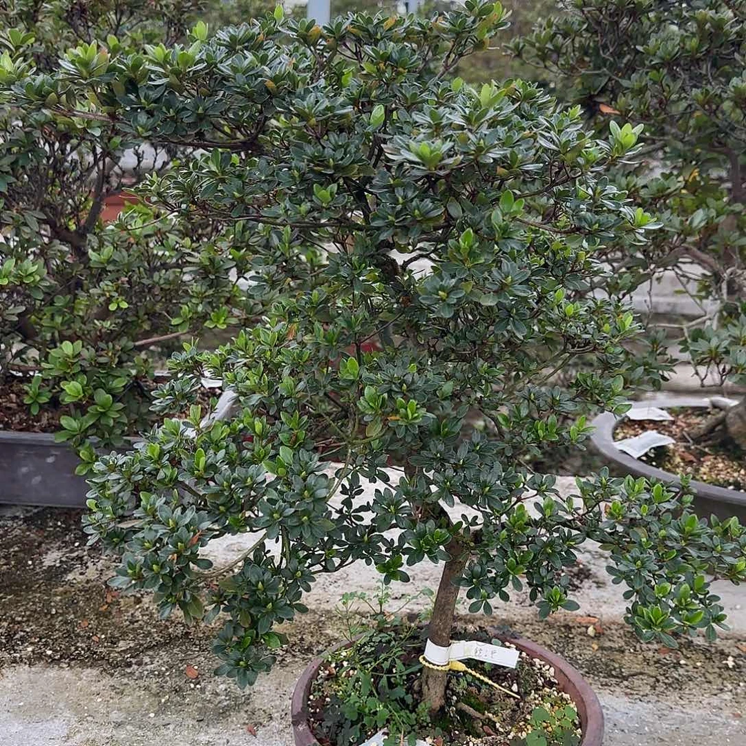 无花朵铃之誉有花朵