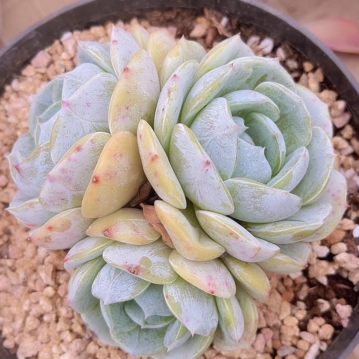 劳林1041多肉植物