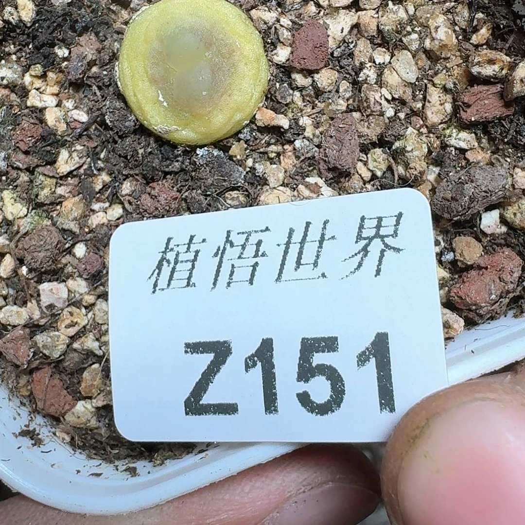 151号多肉植物哇f g