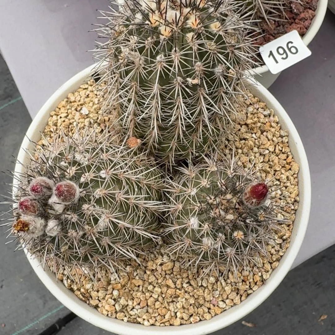 桐***生仙人球伊须罗玉实生根带盆