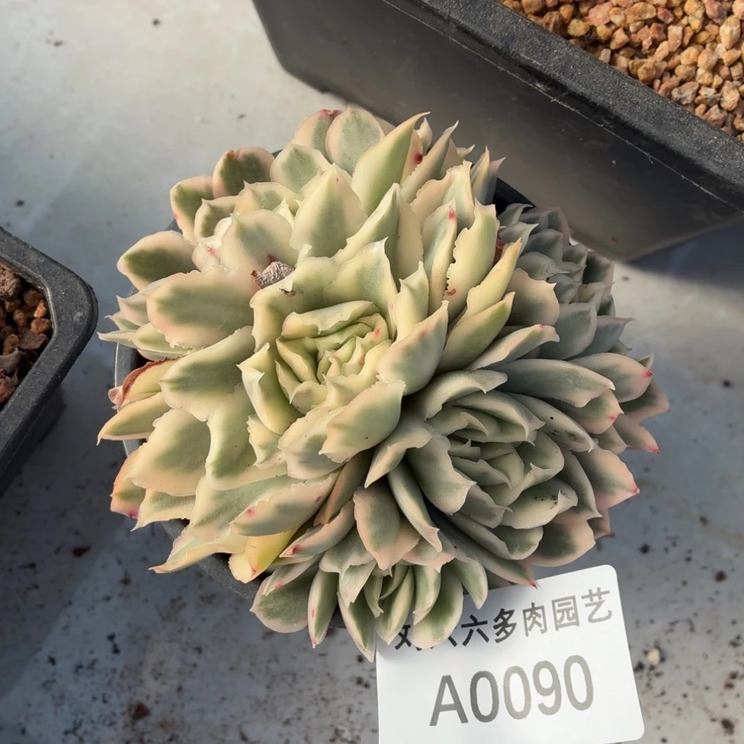 紫蝴蝶锦多肉植物A0090