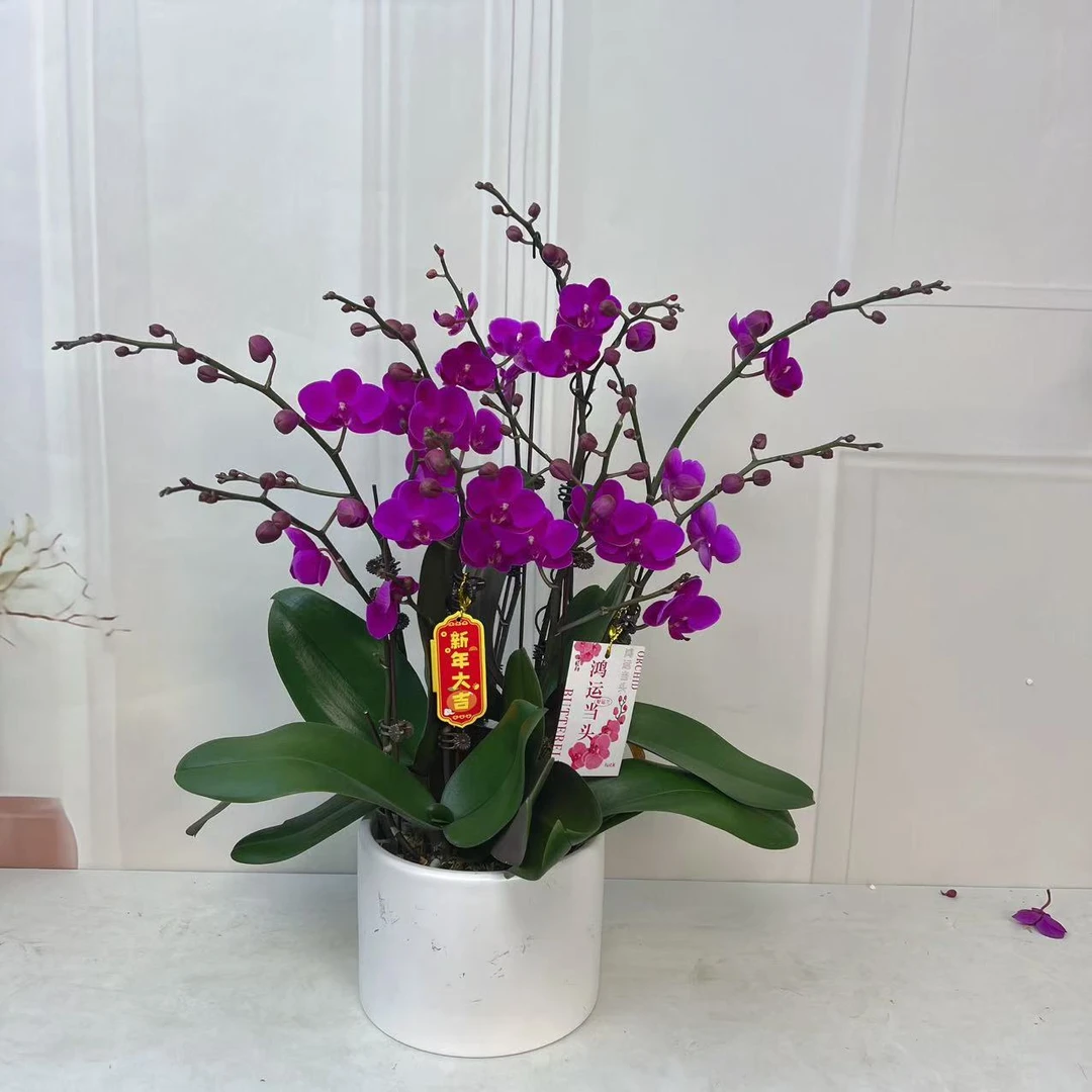 【满天红】植株高品質蝴蝶蘭基地直发种 植施肥观赏花卉