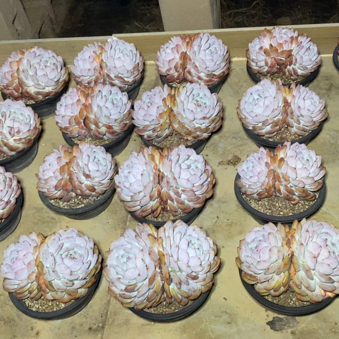 啊军喵多肉橙子双头38包邮