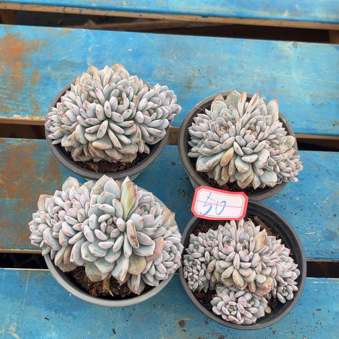*****50号新疆西藏内蒙古不包邮的