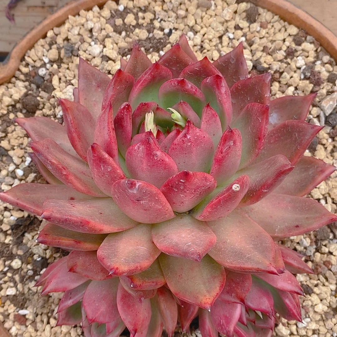 多肉植物血皇后三头