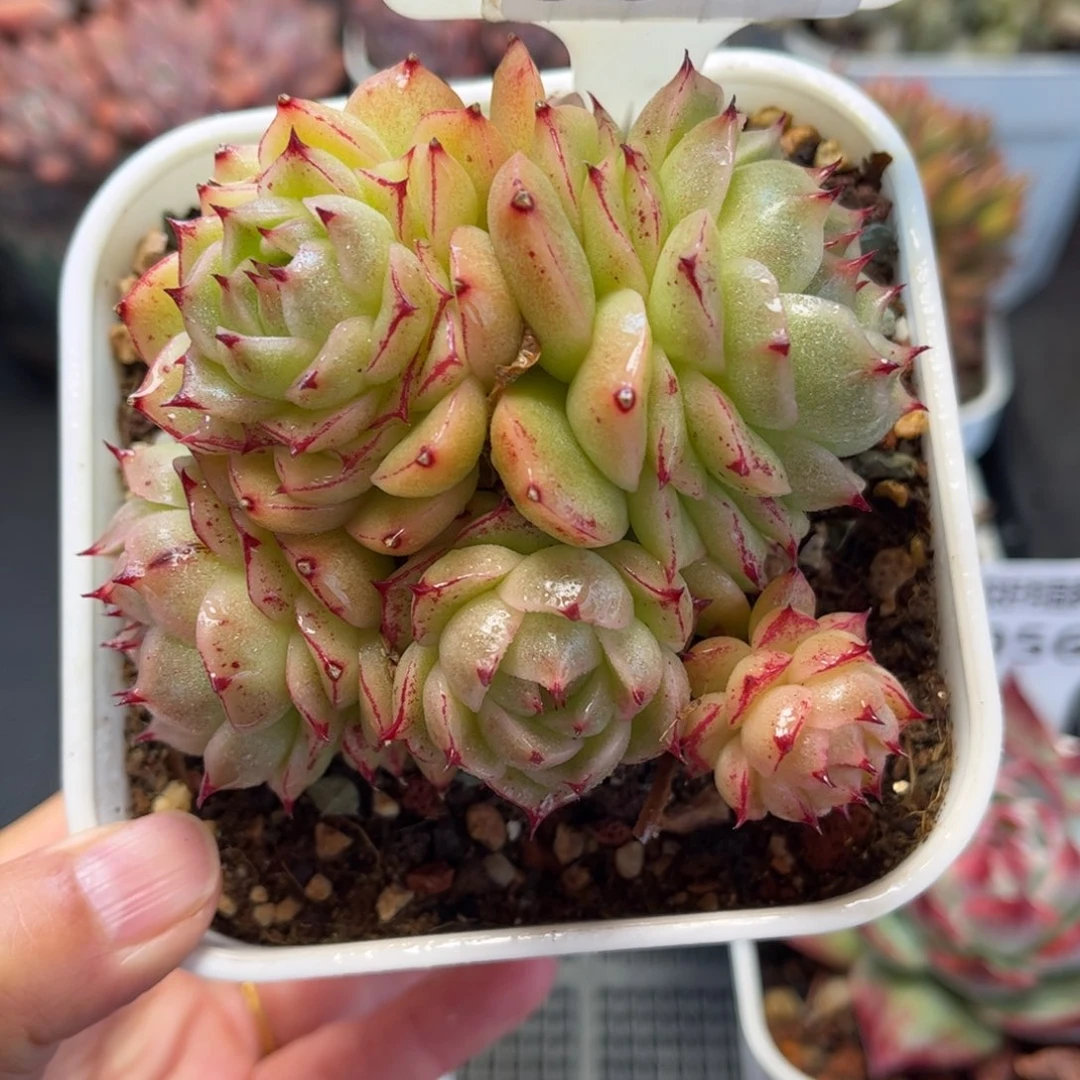 多肉植物0567 满30包邮