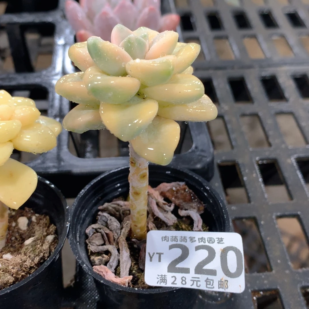 肉萌萌拇指盆精控多肉YT220