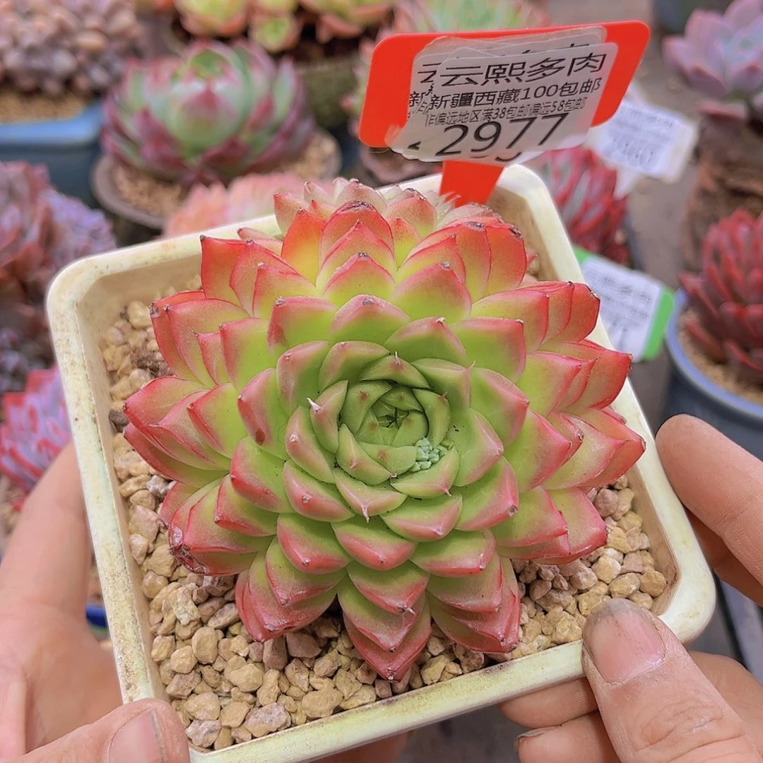 2977麦秆。