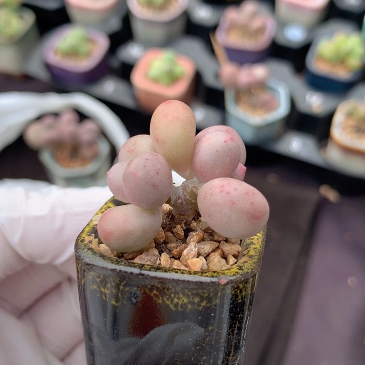 mini奶酪 洒血点 木质小树杈