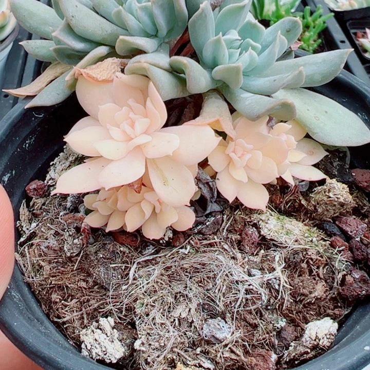 特玉莲锦多肉植物1570