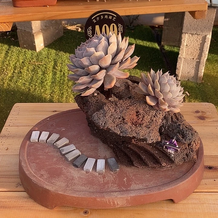 精品 盆景 一物一拍 一套