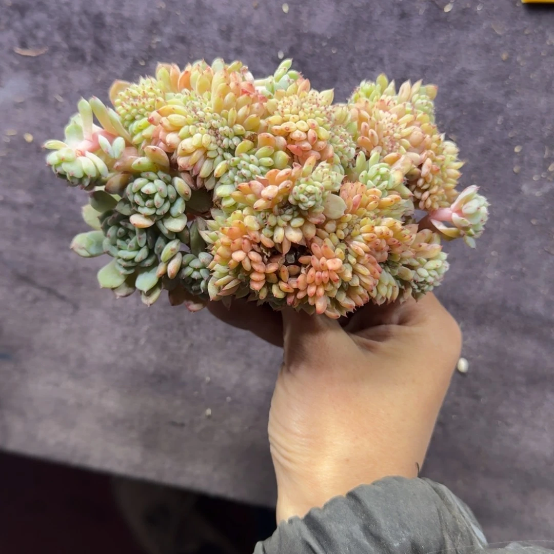 白胖子缀化瑕疵一物一拍