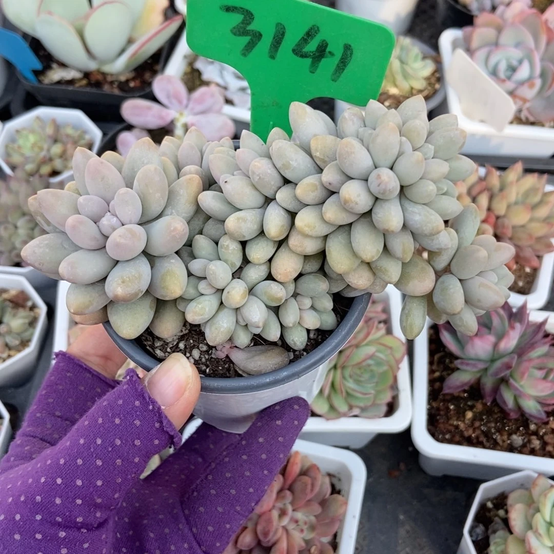 3141汤圆缀多肉植物