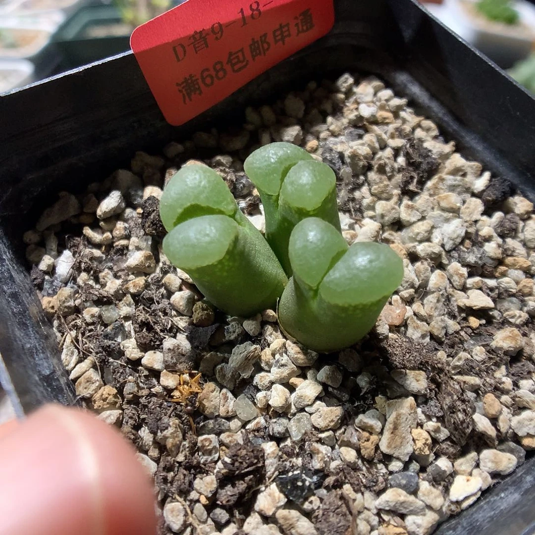 9-18-25        风铃