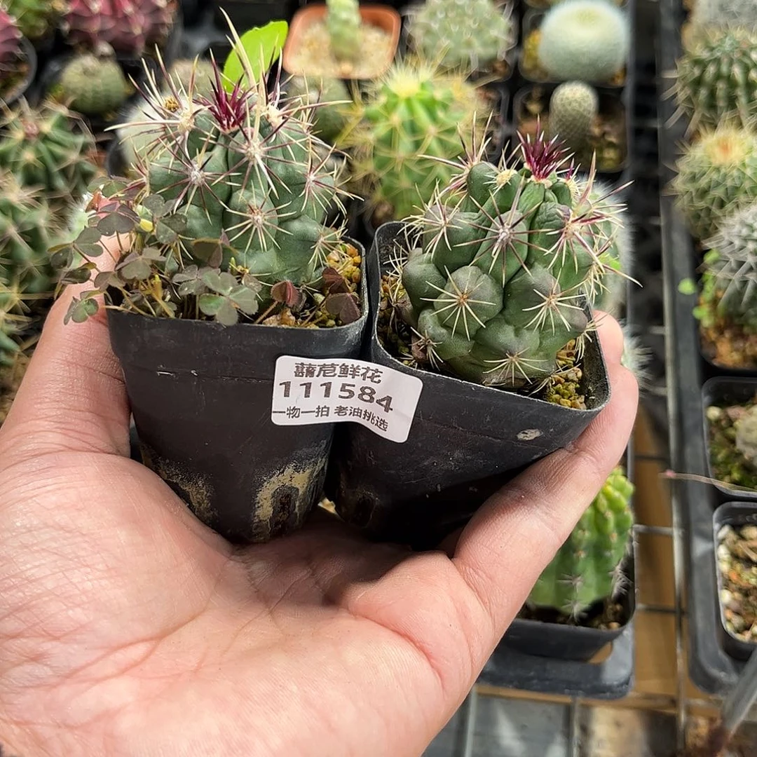 玫***园111584一物一拍单头发