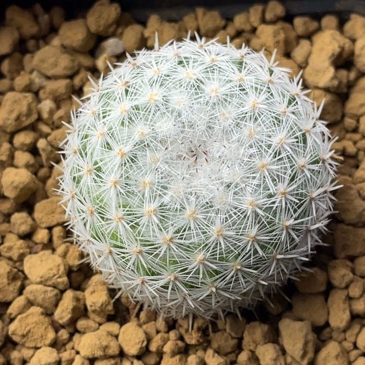 穴原希望丸       实生根