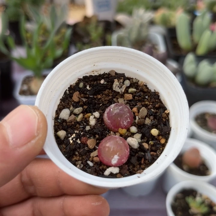 两颗很透的小灯泡010